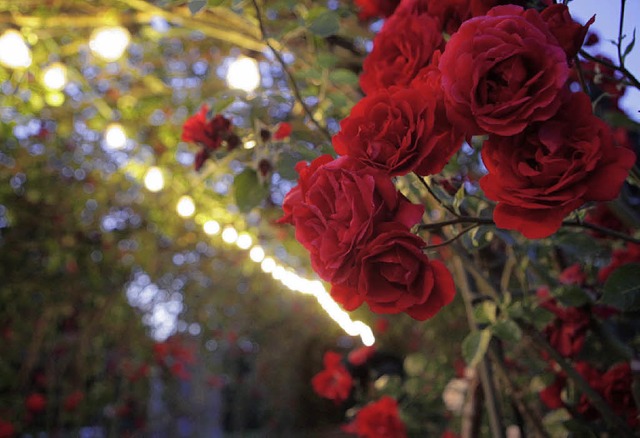 Die Rosenwochen sind den Lahrern ein liebes Kind, aber sie sind auch teuer.   | Foto: Ch.Breithaupt