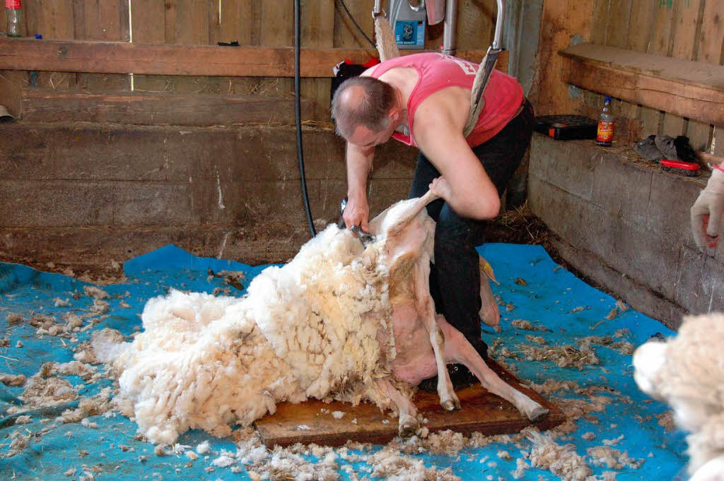 Nun ist es soweit, dass Schaf wird geschoren.