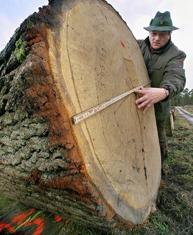 Holz als Wertanlage: Der Oberrieder Gemeindewald wirft satte berschsse ab.   | Foto: dpa