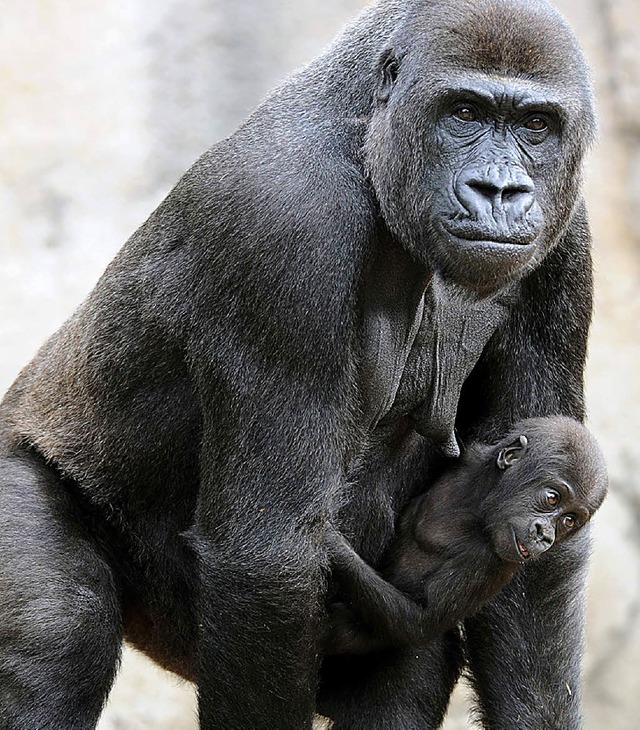 Nach dem Schimpansen der nchste Verwandte des Menschen: der Gorilla  | Foto: AFP