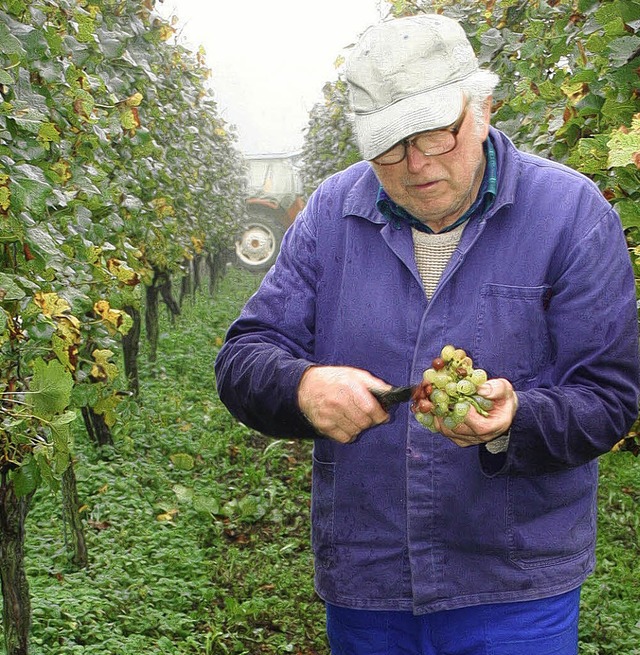 Genau beobachten sollten  Winzer Reife...t Heinrich Schlegel in Wintersweiler.   | Foto: Archivfoto: CREMER