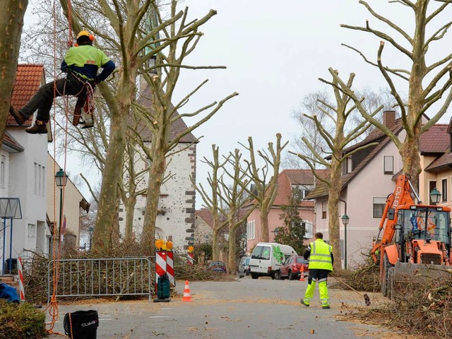 Nur an Seile geknotet ziehen sich die ...atanen hoch, um deren ste zu stutzen.  | Foto: Elisabeth Saller