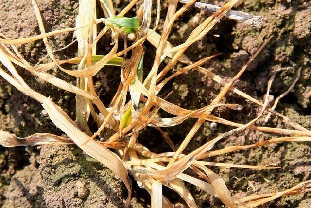 Ertragsausflle im Rheintal durch Kltewelle im Februar