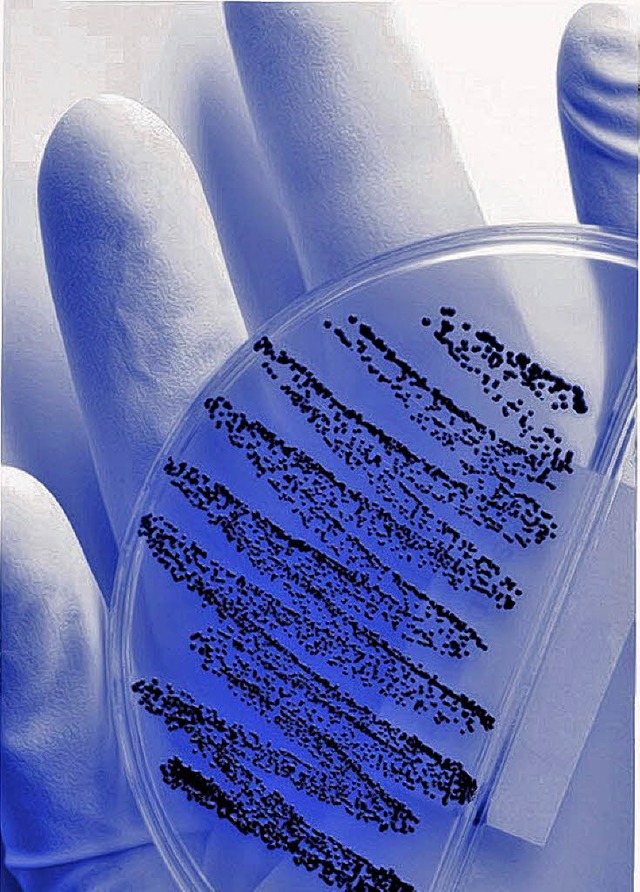 Bakterienkultur in einer Petrischale    | Foto: picprofi (fotolia)