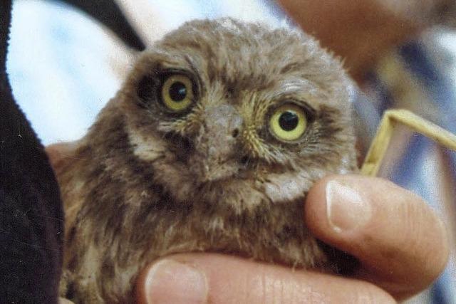 Naturschtzern ist es gelungen, den Steinkauz in Mengen wieder anzusiedeln