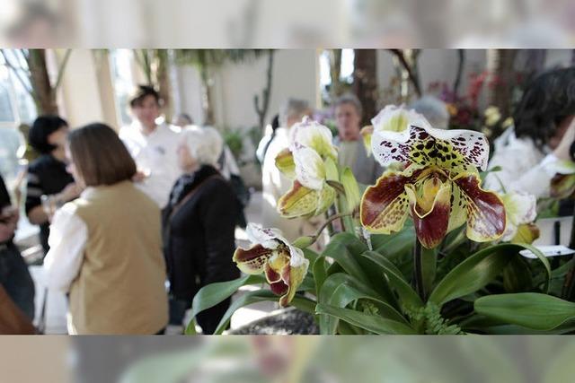 Orchideen: Eigensinnig und elegant