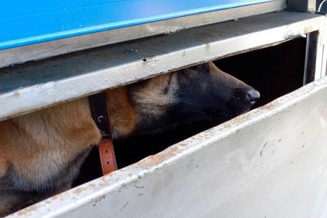 Zllner decken Tierqulerei auf – Hund in Werkzeugbox gepfercht
