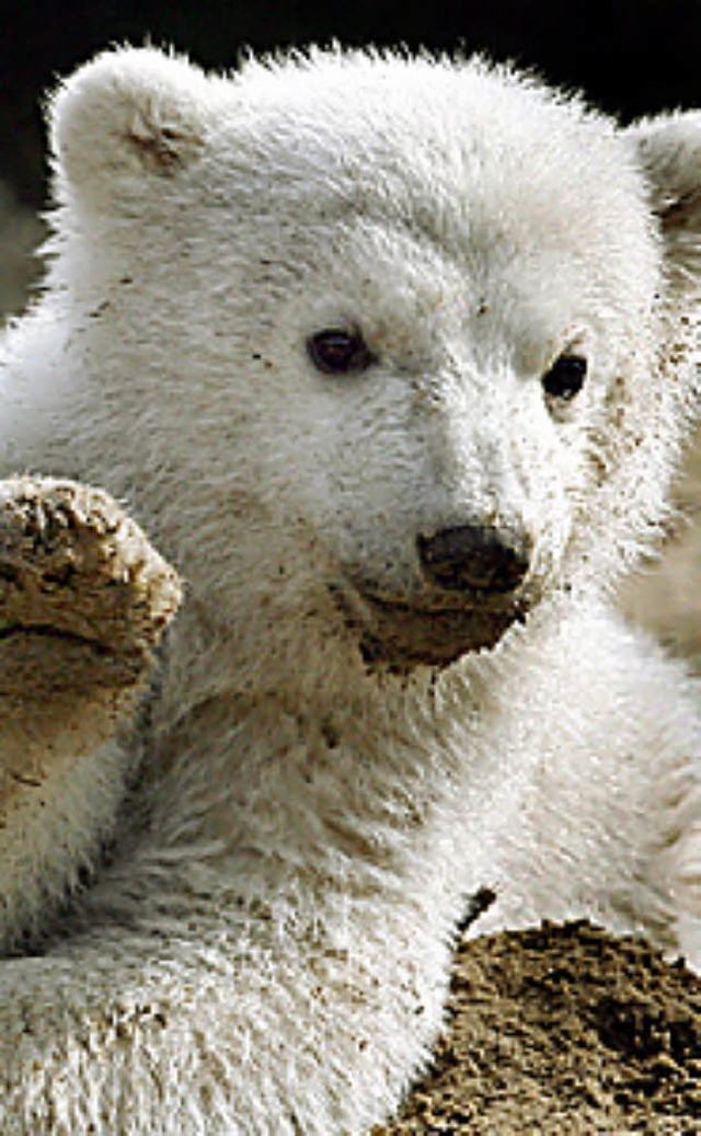 Knut als Eisbr-Junges  | Foto: dpa