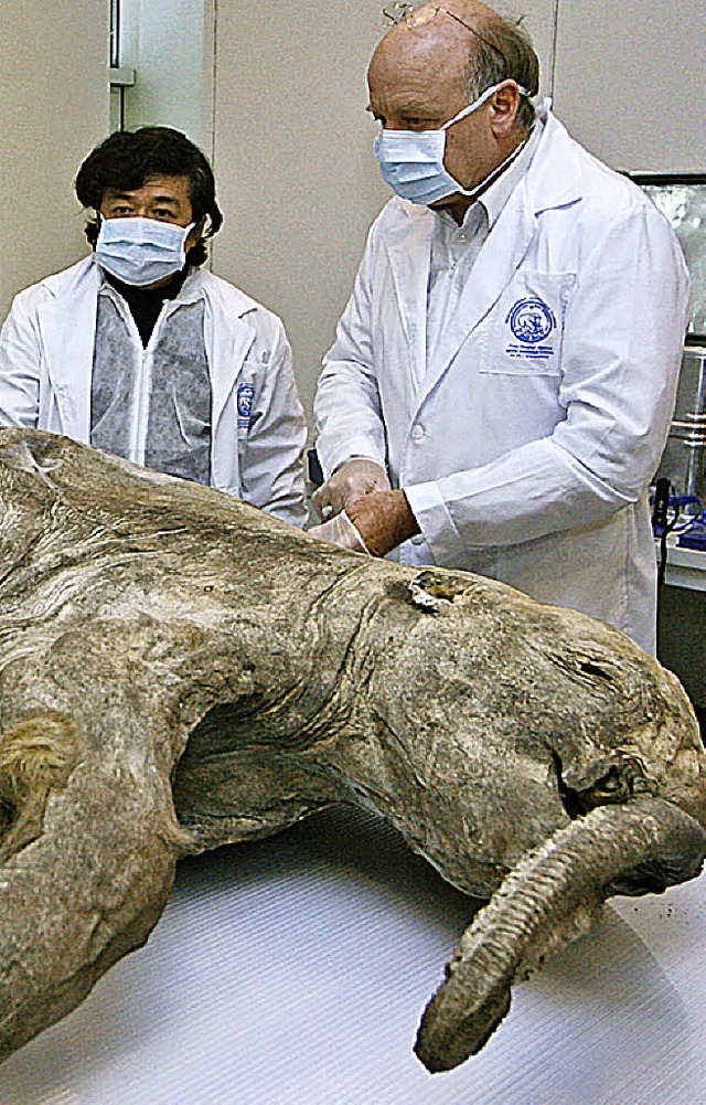 Ein im Permafrost gefundenes Mammut-Baby wird 2007 in Jakutien untersucht.   | Foto: dpa