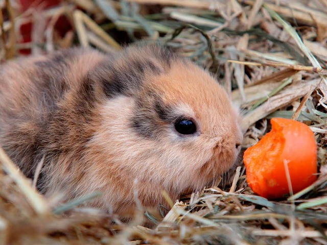 Tot: der Keinohrhase aus dem Tierpark in Limbach-Oberfrohna.  | Foto: dapd