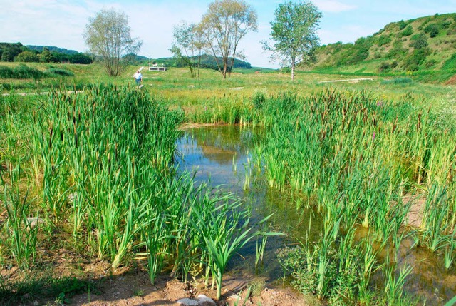 Der Hochwasserschutz ist ein Dauerthem...ltebecken Ried in Oberrotweil saniert.  | Foto: Benjamin Bohn