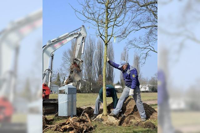 Mehr Information ber Baumschutz