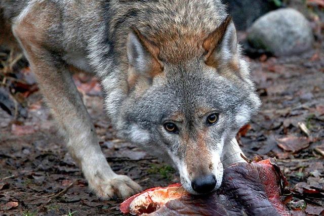 Wlfe in Deutschland ernhren sich von Wildtieren