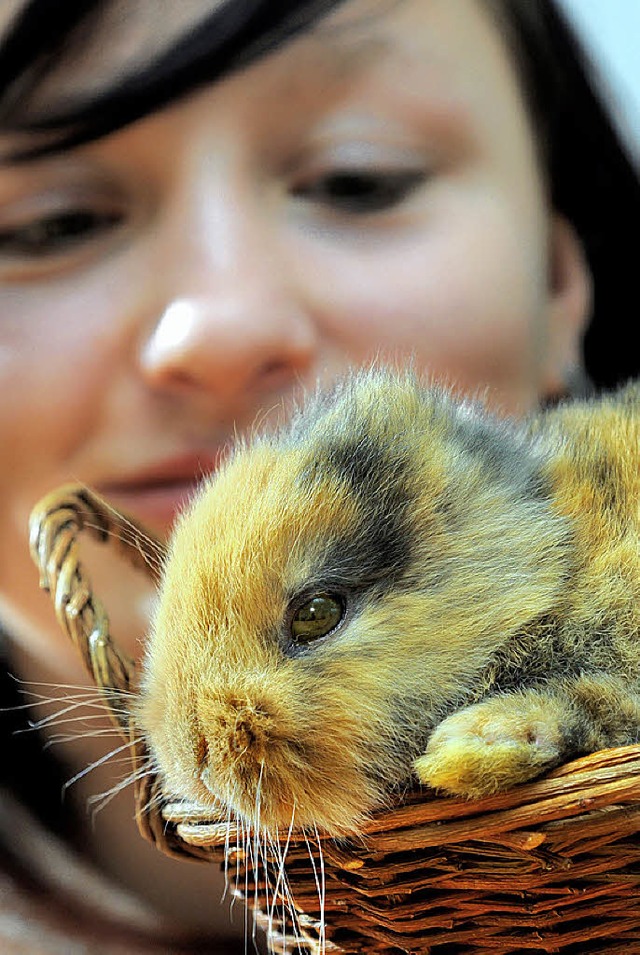 Da ging&#8217;s dem Kaninchen ohne Ohren noch gut.   | Foto: dpa