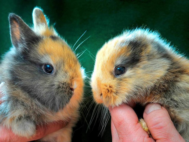 Links ein normaler Hase, rechts der Keinohrhase.   | Foto: DPA