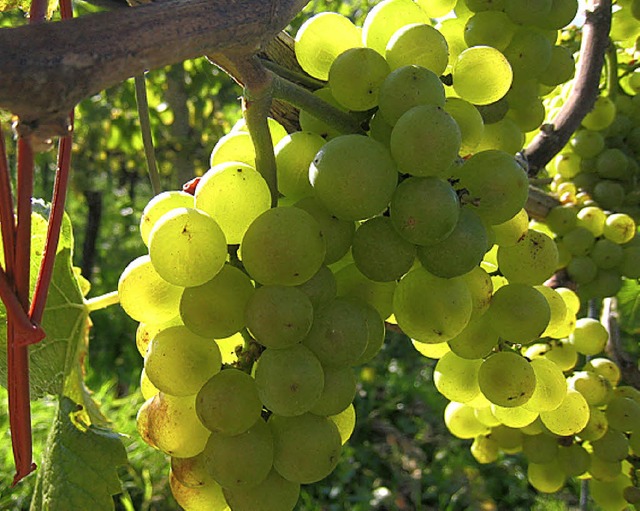 Der Verbraucher will Wein aus nachhaltigem Anbau.   | Foto: Seller