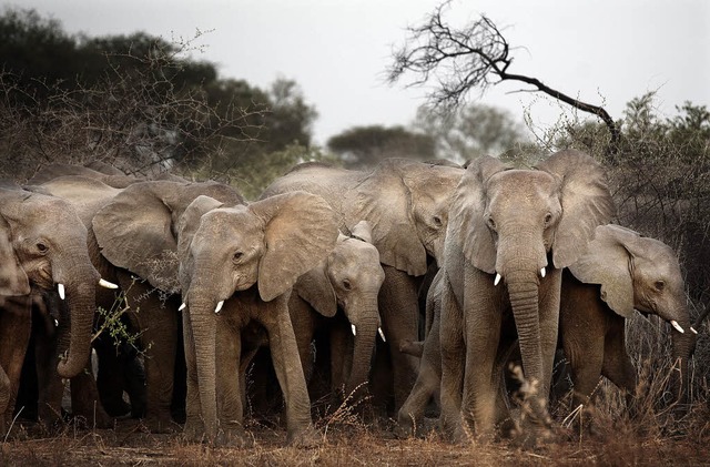Elefanten im Tschad  | Foto: Daniel Rosenthal