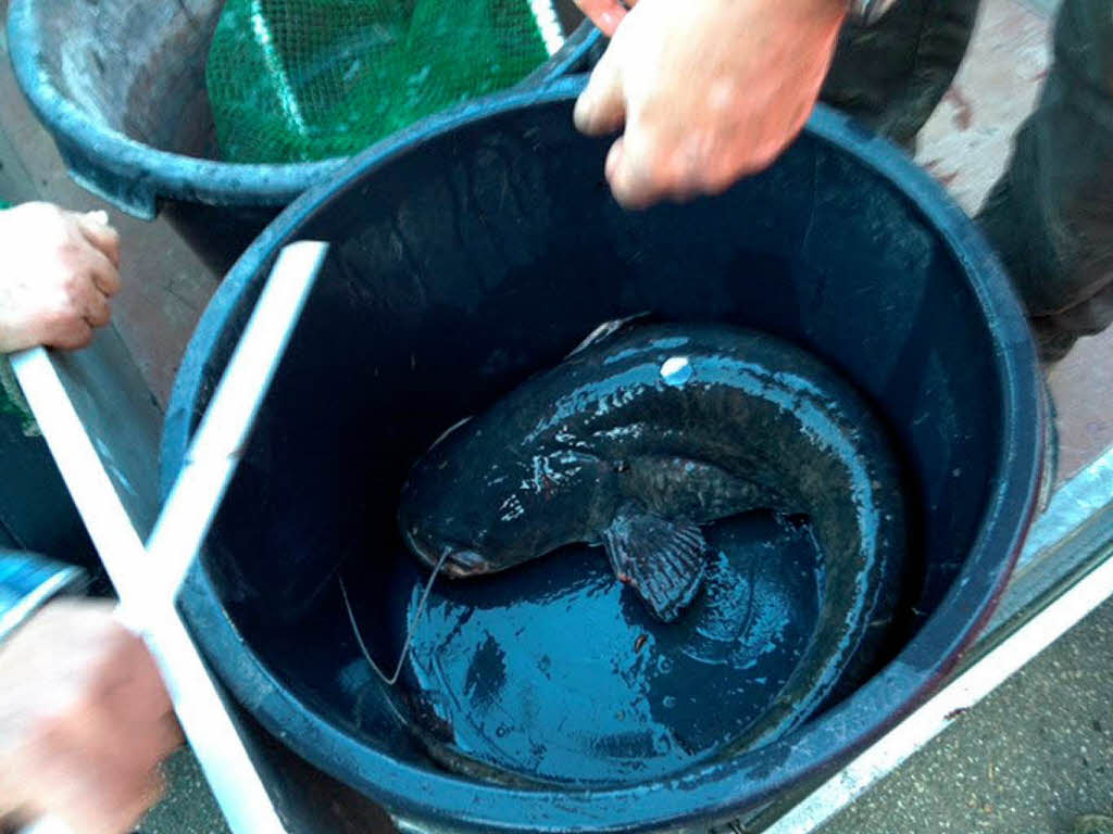 Stattlicher Fang im Bottich: Zwei kapitale Welse - einen mit knapp 1,40 Meter, einen mit 1,05 Meter - holten die Fischer aus dem Erleweiher. Stattlicher Fang im Bottich: Zwei kapitale Welse - einen mit knapp 1,40 Meter, einen mit 1,05 Meter - holten die Fischer aus dem Erleweiher.