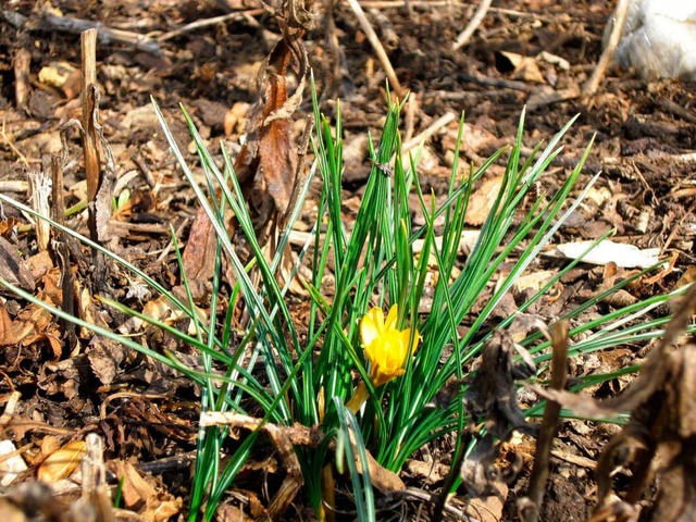 Die ersten Blumen sprieen  | Foto: Andreas Stetter, Maximillian Minges und Jonas Schtzle