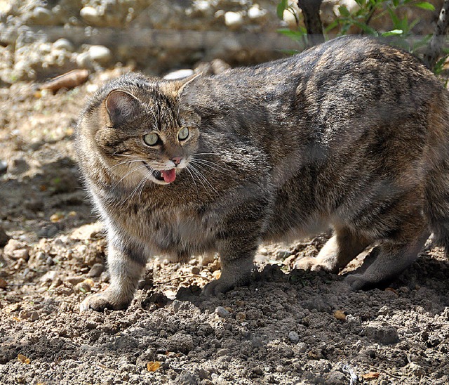 Bei Wildkatzen und Uhus soll es demnc...hwuchs geben im Tierpark Lange Erlen.   | Foto: Gramespacher
