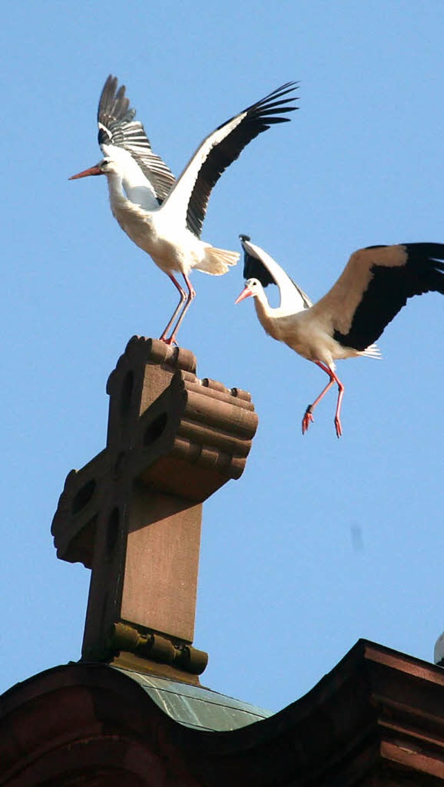 Auch das Kreuz aus der Stadtkirche kommt dem Storchenpaar offenbar bekannt vor.   | Foto: Decoux-Kone