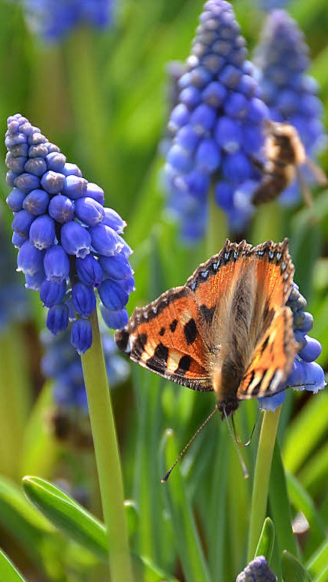 Ein Schmetterling fliegt vor dem Blume... Stadt frische Pflnzchen geliefert.    | Foto: Sebastian Barthmes