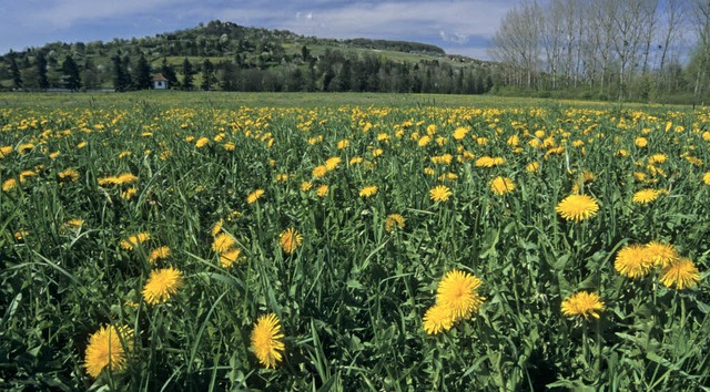 Die Koordination des Naturschutzes sol...tserhaltungsverband gebndelt werden.   | Foto: Ingo Seehafer