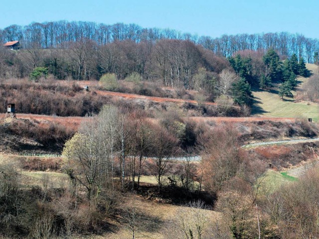 Bei Schelingen ist das neue Naturschut...&#8222;Weide-Barzental&#8220; geplant.  | Foto: Benjamin Bohn