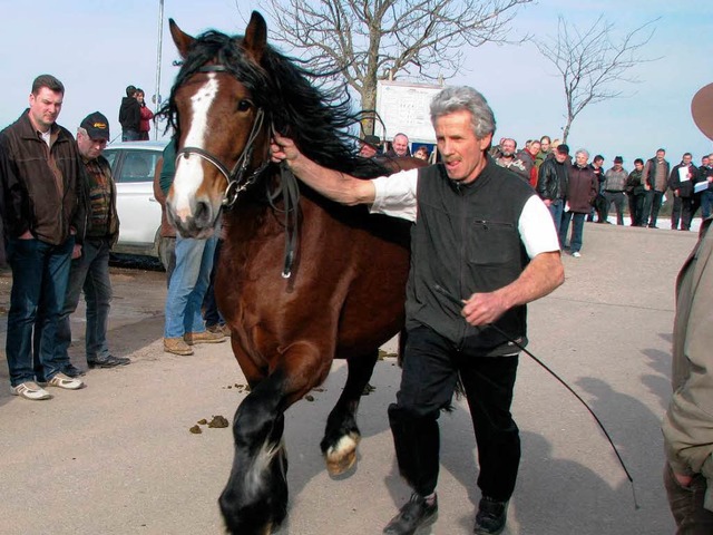 Das Pferd &#8222;Lamri&#8220; an der Hand von Zchter Ulrich Schweizer.  | Foto: monika rombach