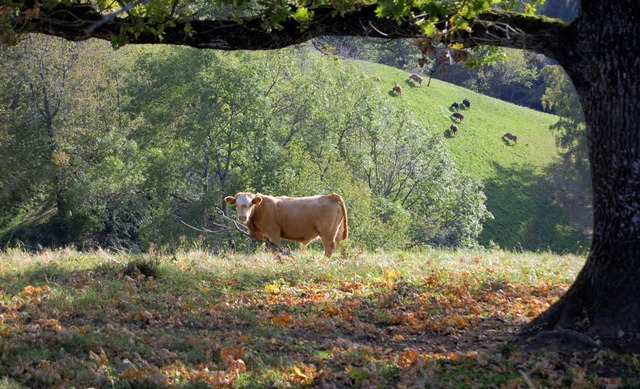 Nach wie vor als natrliche Landschaft...chtbar: Weidetiere im Zeller Bergland   | Foto: Paul Berger