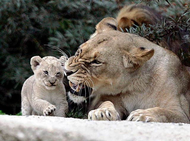 Gut gebrllt, Mama!  Lwennachwuchs im Basler Zoo  | Foto: dpa