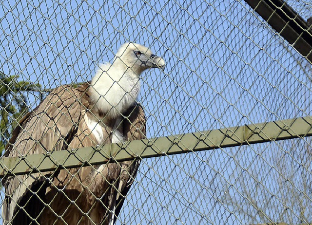 Von wegen Pleitegeier! Mit Hilfe des L...ll der Schwarzwaldzoo schner werden.   | Foto: Silja Hug