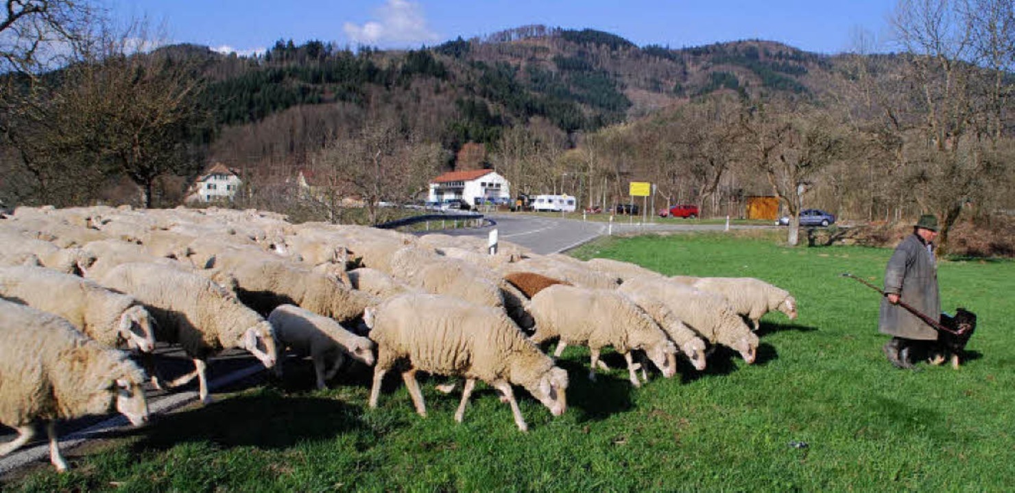 Vorfahrt gewähren: Autofahrer auf der ... Schaf  die andere Seite erreicht hat.  | Foto: angelika schmidt