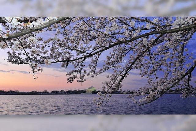 Washington feiert das 100. Kirschbltenfest