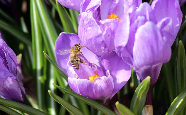 Noch ein Zeichen, dass endlich die Zei...n ist: Die Bienen sind schon fleiig.   | Foto: Helmut Kohler