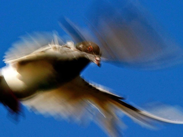 Taubenzchters Glck: Eine Taube, die schnurstracks den Weg nach Hause findet.   | Foto: AFP