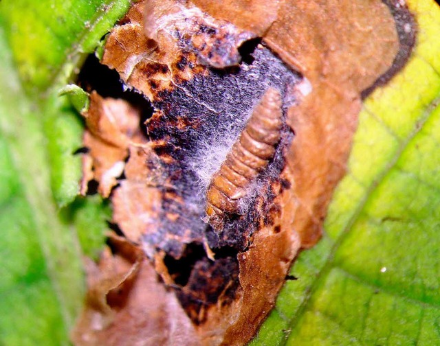 Rosskastanie Miniermotte mit Pilzbefall  | Foto: Landwirtschaftsamt