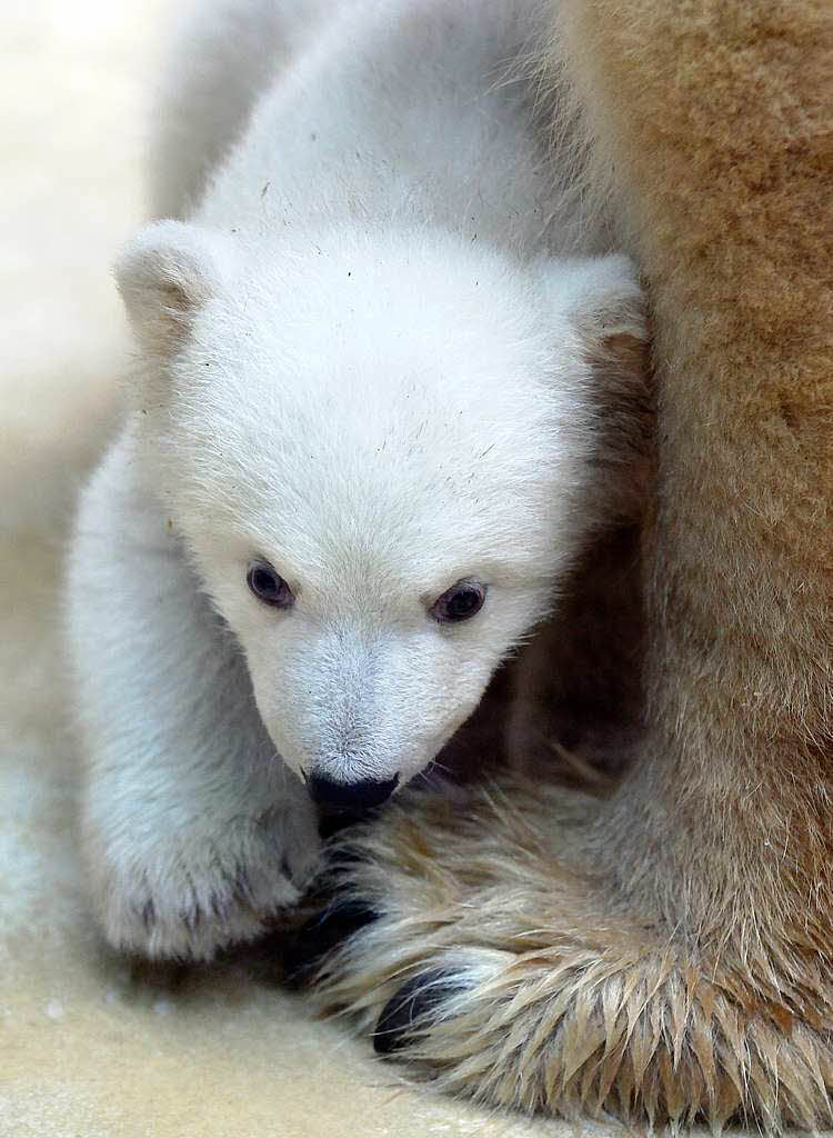 Eisbrbaby Anori mit Mutter Vilma beim ersten Ausflug ins Auengehege.