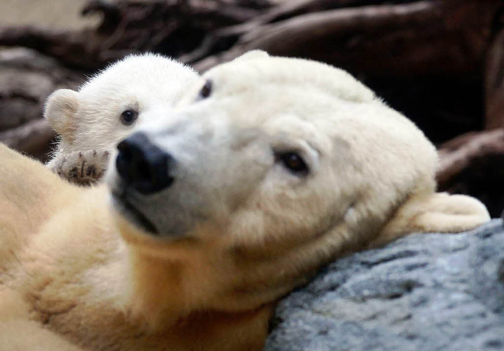 Eisbrbaby Anori mit Mutter Vilma beim ersten Ausflug ins Auengehege.