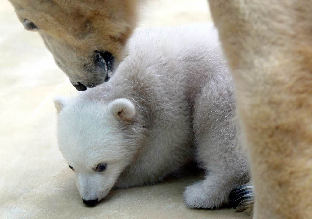 Eisbrbaby Anori mit Mutter Vilma beim ersten Ausflug ins Auengehege.