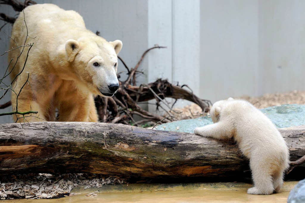 Eisbrbaby Anori mit Mutter Vilma beim ersten Ausflug ins Auengehege.