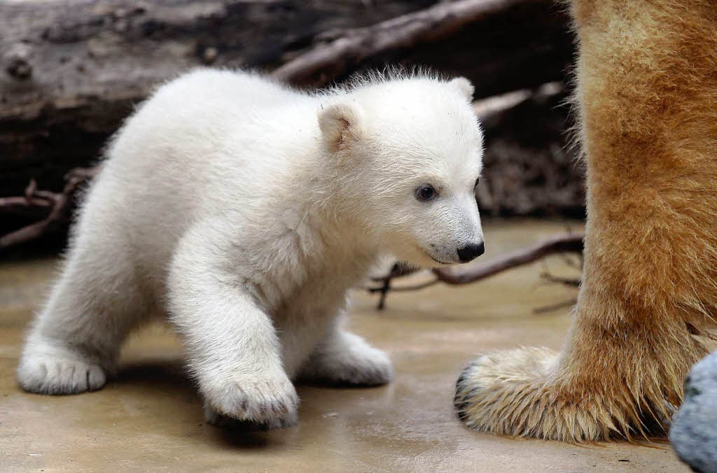 Eisbrbaby Anori mit Mutter Vilma beim ersten Ausflug ins Auengehege.