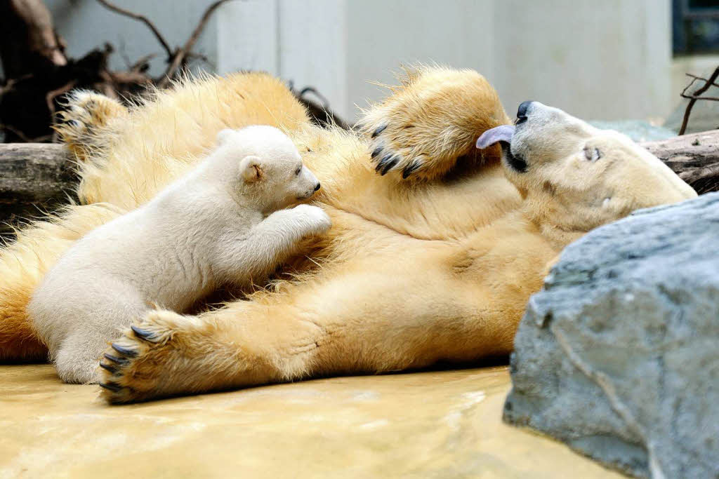 Eisbrbaby Anori mit Mutter Vilma beim ersten Ausflug ins Auengehege.