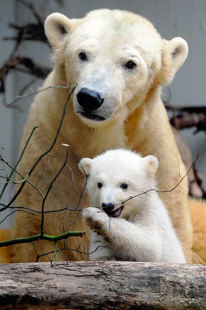 Eisbrbaby Anori mit Mutter Vilma beim ersten Ausflug ins Auengehege.