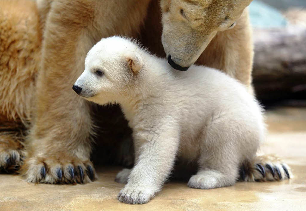 Eisbrbaby Anori mit Mutter Vilma beim ersten Ausflug ins Auengehege.