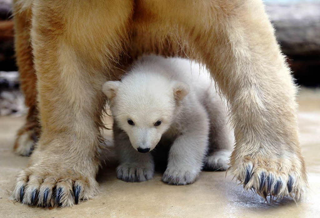 Eisbrbaby Anori mit Mutter Vilma beim ersten Ausflug ins Auengehege.