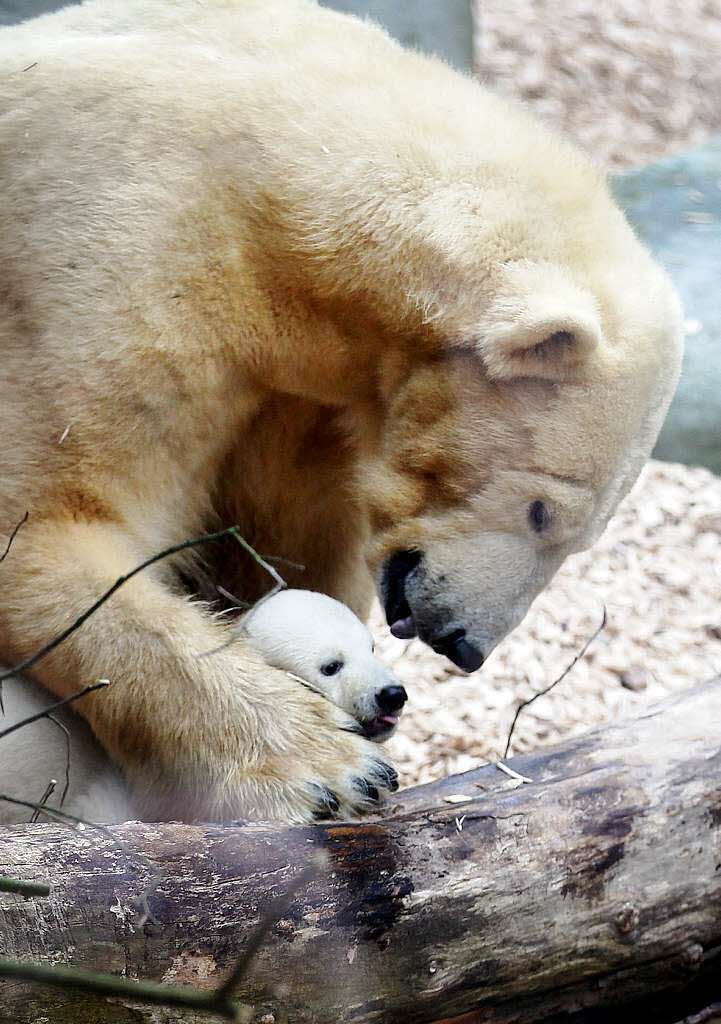 Eisbrbaby Anori mit Mutter Vilma beim ersten Ausflug ins Auengehege.