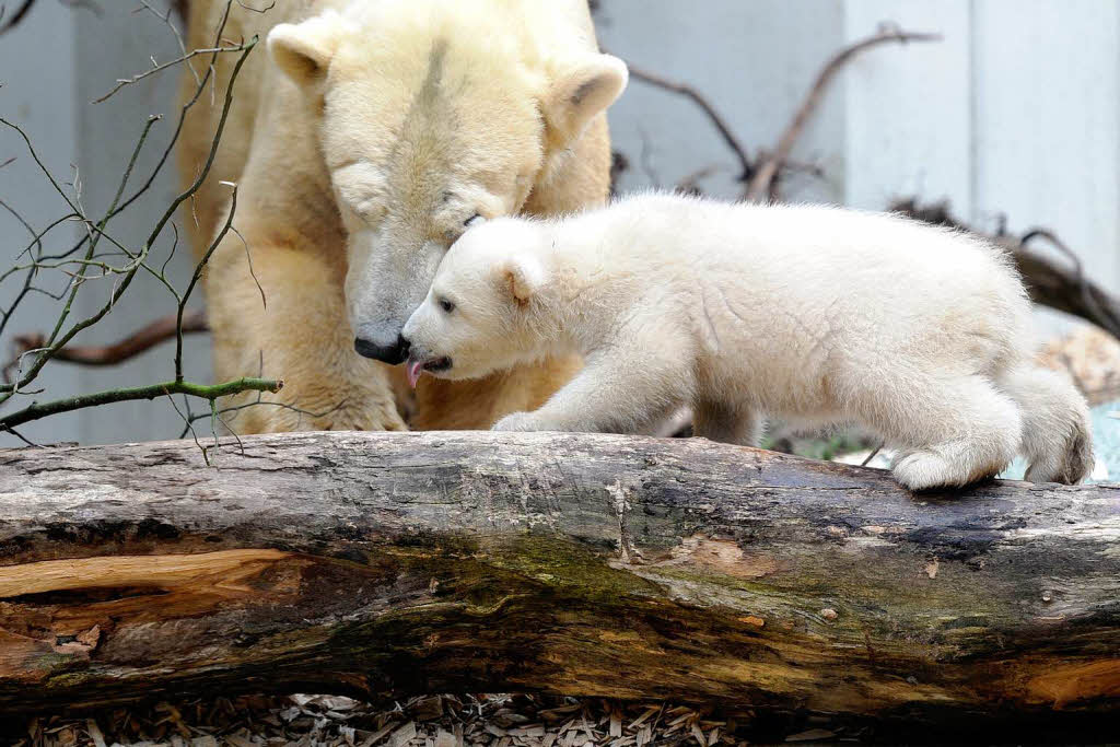 Eisbrbaby Anori mit Mutter Vilma beim ersten Ausflug ins Auengehege.