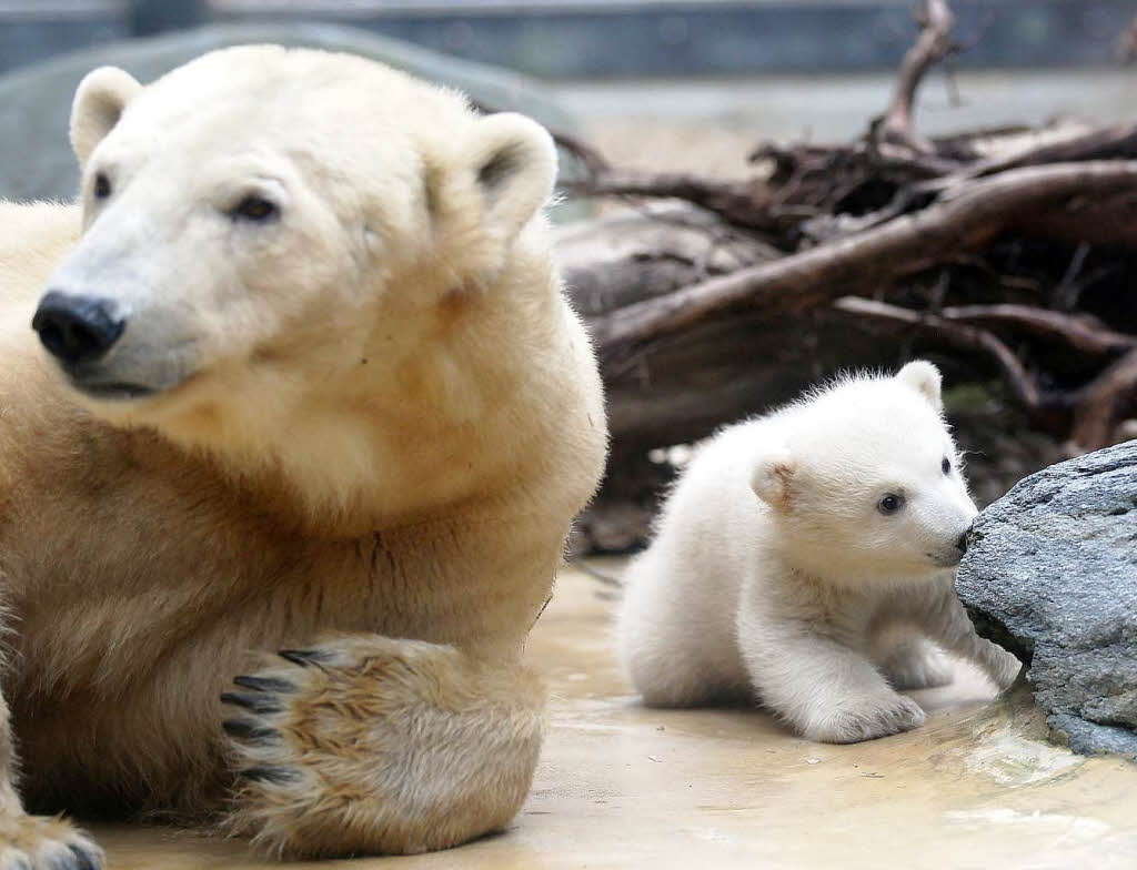 Eisbrbaby Anori mit Mutter Vilma beim ersten Ausflug ins Auengehege.