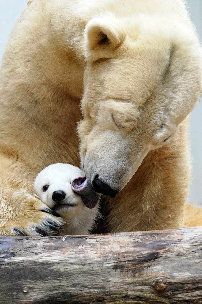 Eisbrbaby Anori mit Mutter Vilma beim ersten Ausflug ins Auengehege.